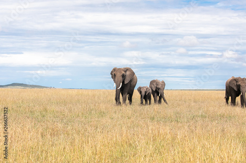 Photography herd of elephants
