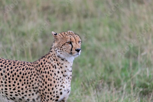 cheetah in grass