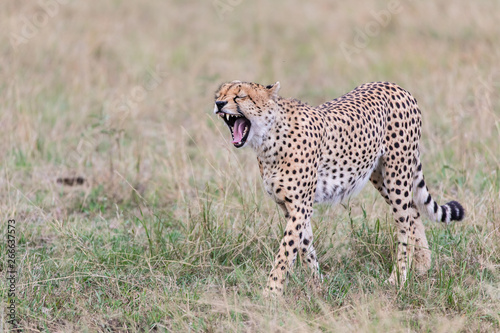 cheetah yawning 