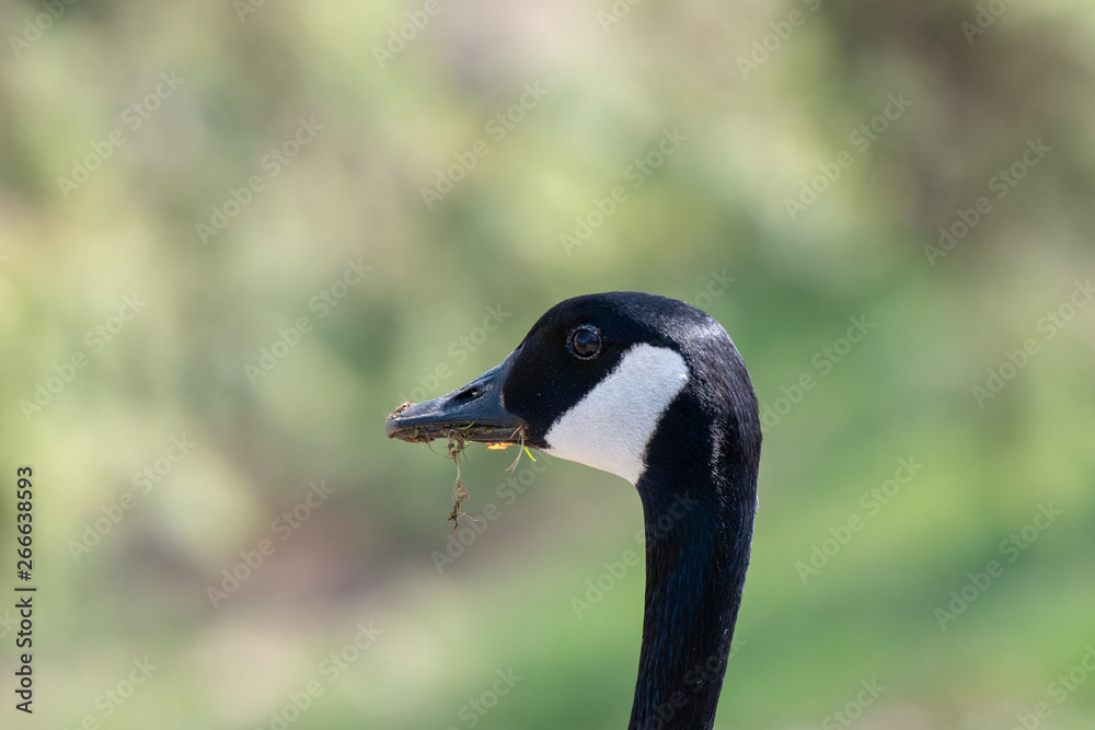 A profile view of a canadian goose head with grass in his mouth