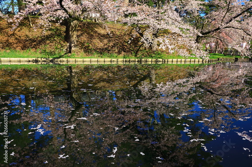 Fototapeta Naklejka Na Ścianę i Meble -  春の弘前公園