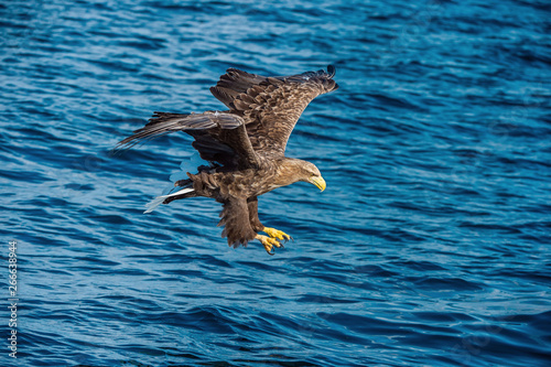 Adult White-tailed eagle fishing. Blue Ocean Background. Scientific name  Haliaeetus albicilla  also known as the ern  erne  gray eagle  Eurasian sea eagle and white-tailed sea-eagle.