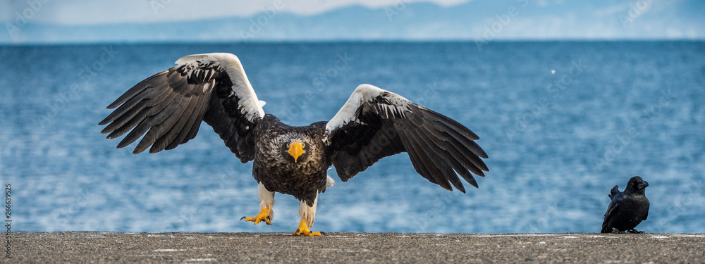 Obraz premium Adult Steller's sea eagle landing. Scientific name: Haliaeetus pelagicus. Blue sky and ocean background. Winter Season.