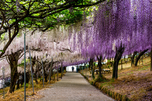 千財農園の藤 photo