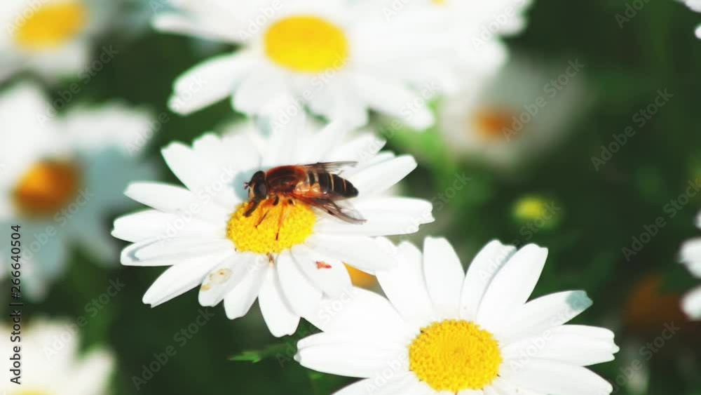 花の蜜を吸う昆虫 花の蜜を吸う昆虫
