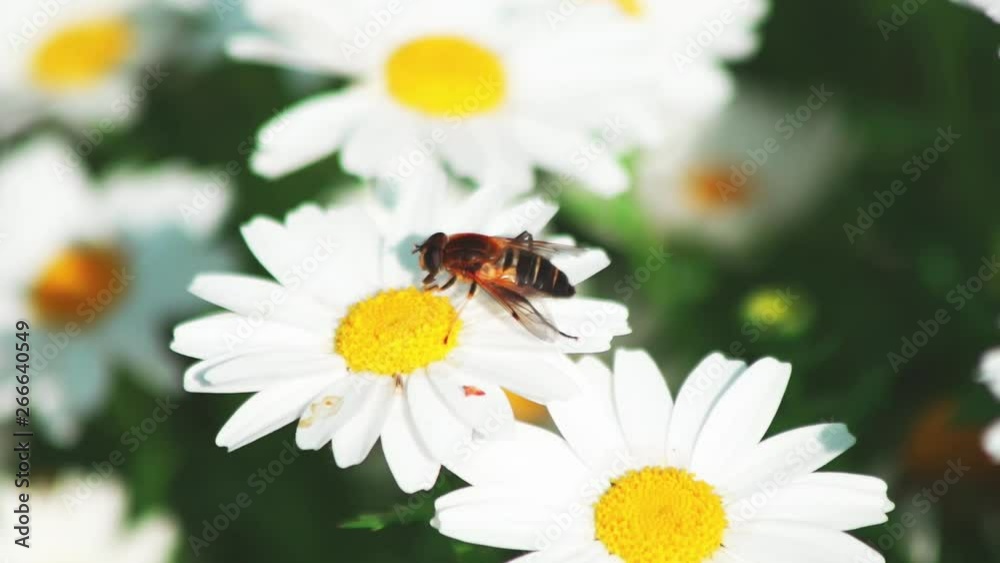 花の蜜を吸う昆虫 花の蜜を吸う昆虫
