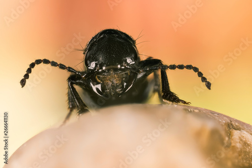 Devil's coach-horse beetle, Devil's Coach Horse, Ocypus olens © Maciej Olszewski