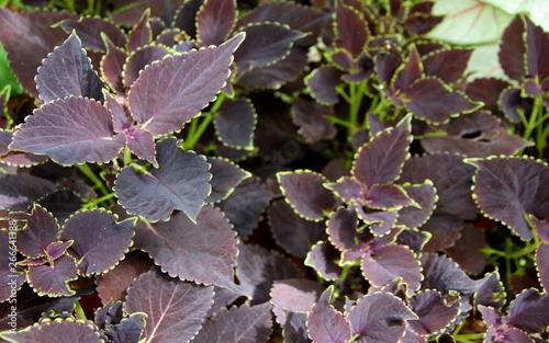 Merlot Coleus