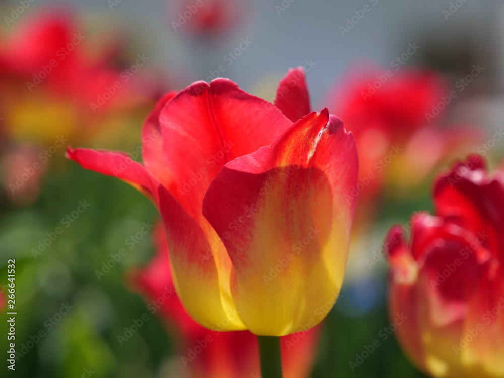 花々 花々