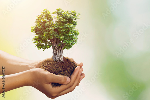 hand holding big tree growing on green background photo