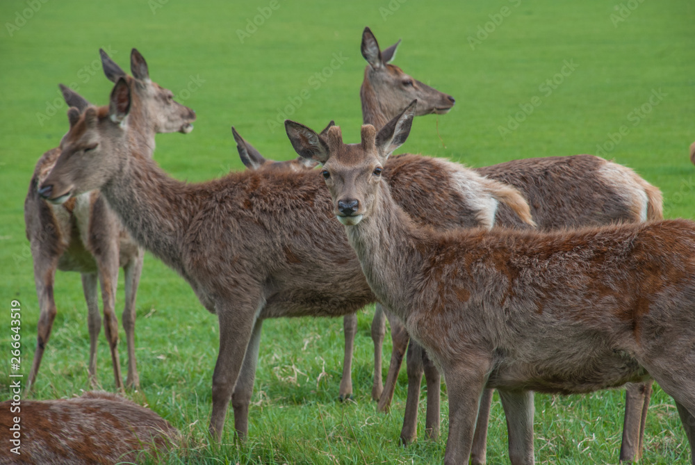 Deer looked at the camera in Richmond Park. Deer looked at the camera in Richmond Park.