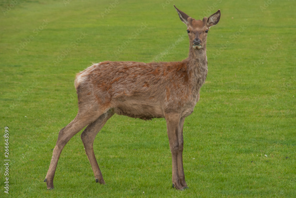 Deer looked at the camera in Richmond Park. Deer looked at the camera in Richmond Park.