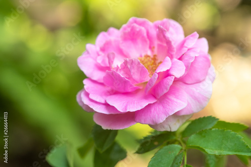 Pink rose in the green garden. For Valentines Day.