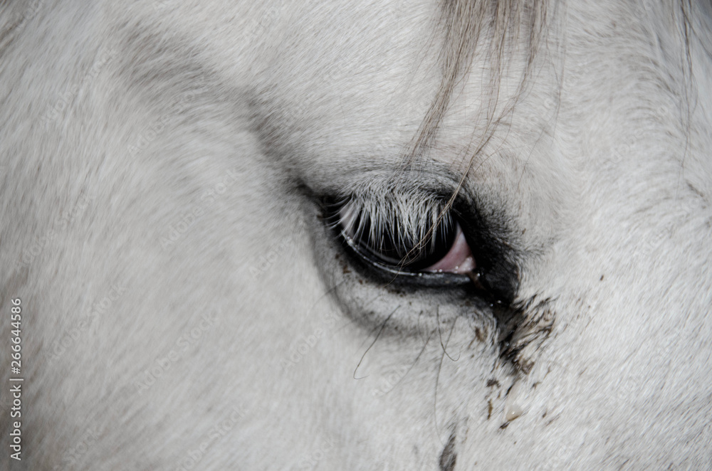 white horse closeup. horse on a farm. from close focus white horse closeup. horse on a farm. from close focus