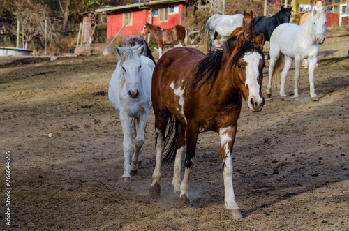 several horses on a farm. horses of different colors freely walking around the farm