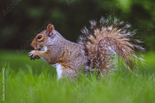 Squirrel eating nut © quietbits