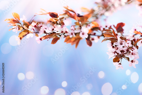 Beautiful tree branch with tiny tender flowers on sunny day  space for text. Awesome spring blossom