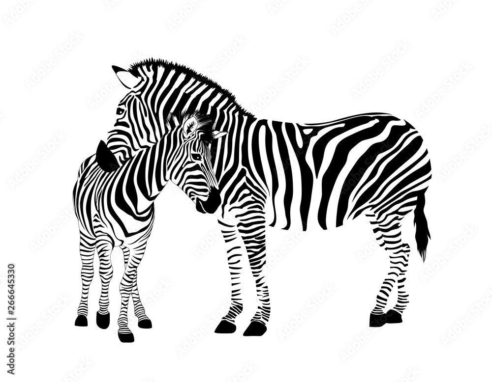 Fototapeta premium Zebra family. Wild animal texture. Striped black and white. Vector illustration isolated on white background.