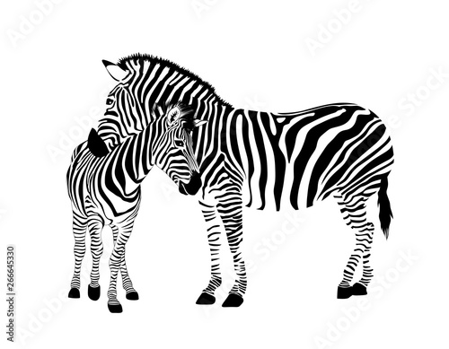 Zebra family.  Wild animal texture. Striped black and white. Vector illustration isolated on white background.