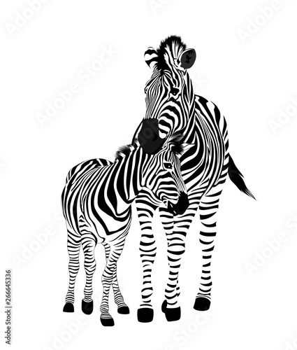 Zebra family.  Wild animal texture. Striped black and white. Vector illustration isolated on white background.