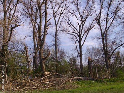 Bäume mit Sturmschäden