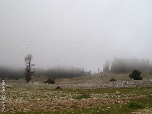 Kiefern und Nebel im Atlas