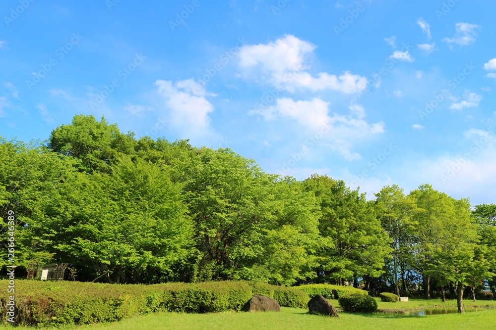 風景　緑　森林　空　雲　晴れ　杤木