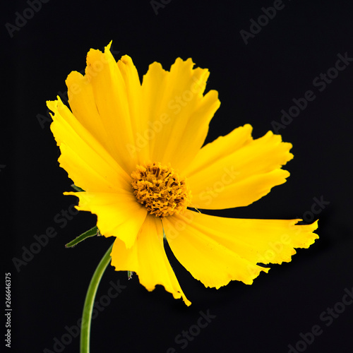 Close up flowers and plants