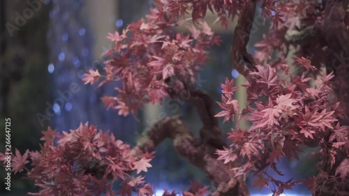 Panning shot of a tree with red flowers and leaves along with a water fountain in a blurry background - bokeh. photo