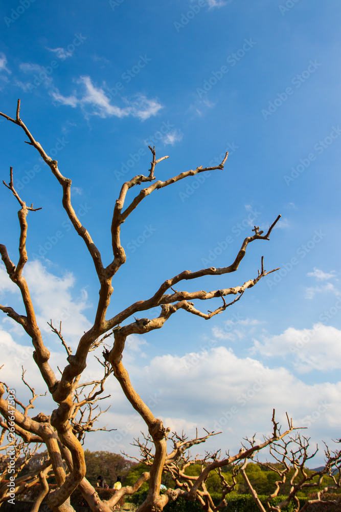 Unusual crooked branches of the tree and blue sky with clouds. Unusual crooked branches of the tree and blue sky with clouds.