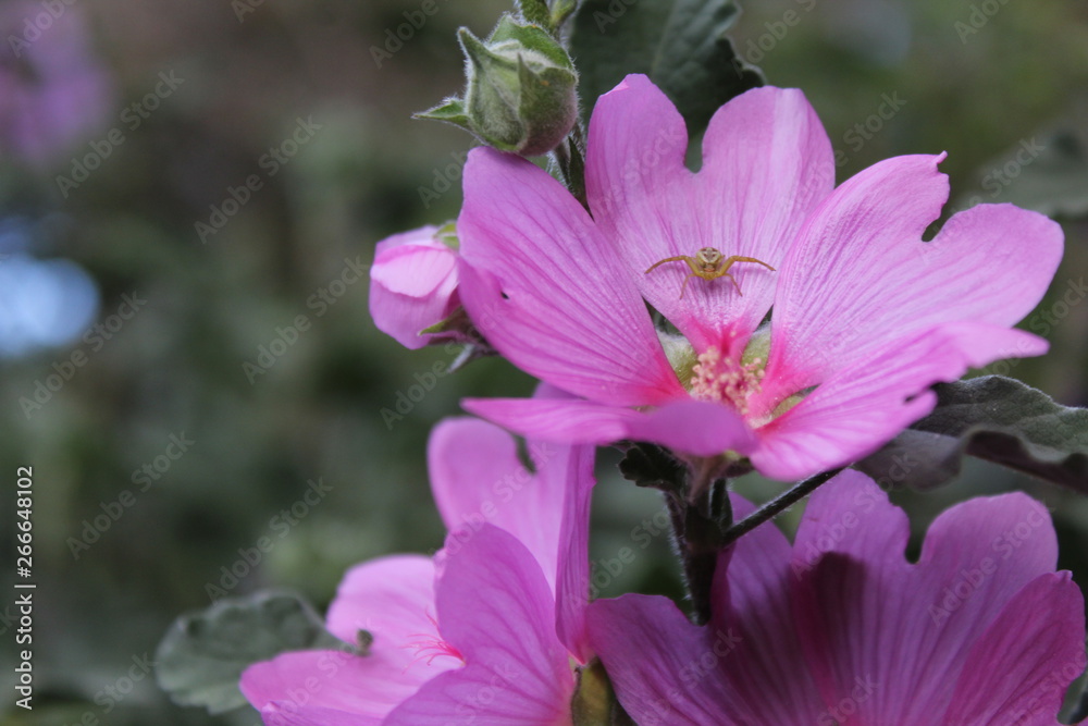 Naklejka premium fotografía macro