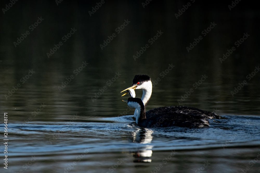 Fototapeta premium Western Grebe Feeding Mate
