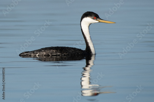 Western Grebe photo