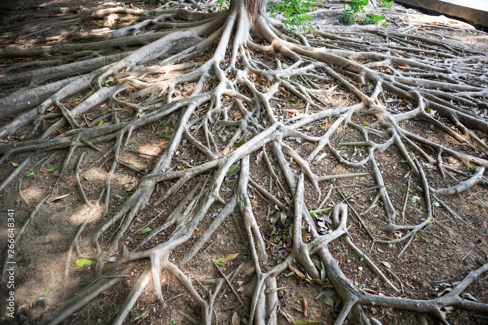 Beautiful Tree root Branching on Soil surface Beautiful Tree root Branching on Soil surface
