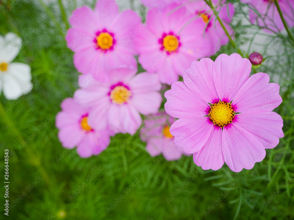 Close up Beautiful cosmos flowers in blooming Close up Beautiful cosmos flowers in blooming