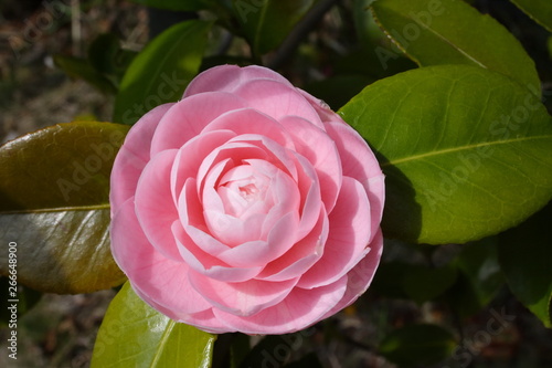 A type of camellia called 'otometsubaki''Camellia japonica f. otome.' pink flower in spring. photo