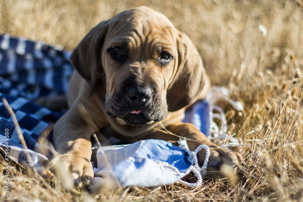 Cachorro Fila Brasileño Stock Photo