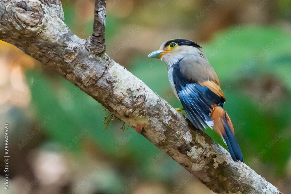 Silver-breasted Broadbill perching on perch in a forest on northern Thailand