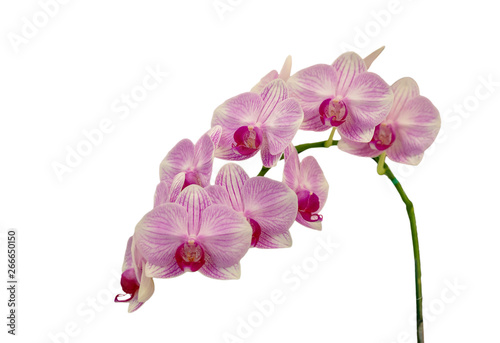Purple orchid   Isolated on white background