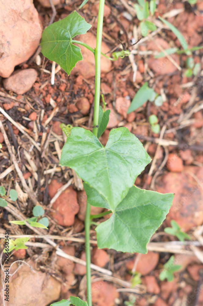 Coccinia grandis growing on soil with red pebble in upcountry