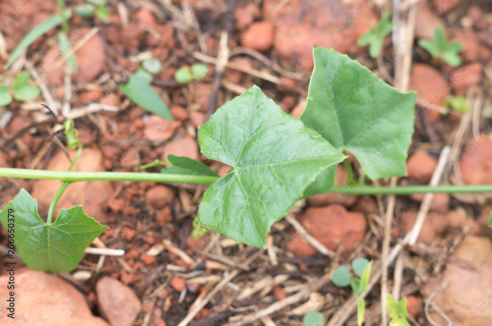 Coccinia grandis growing on soil with red pebble in upcountry