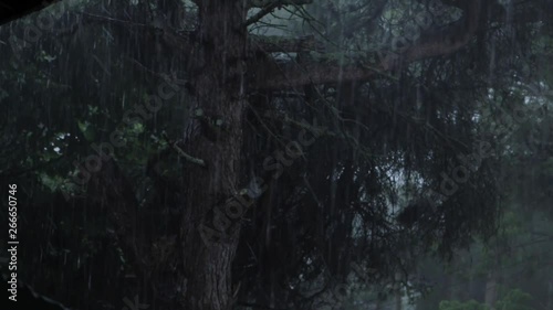 Close shot of a tree moving along the wind and the rain photo