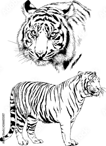 Fototapeta Naklejka Na Ścianę i Meble -  set of vector drawings on the theme of predators tigers are drawn by hand with ink tattoo logos	