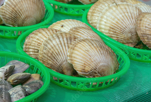 Fresh japanese scallops