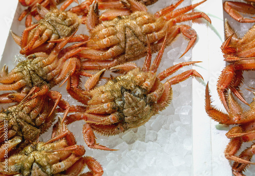 Hair crab on ice