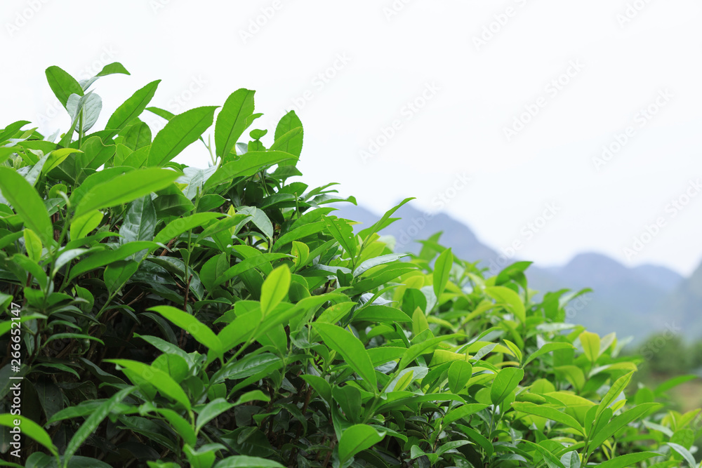 Obraz premium green tea trees in spring mountains