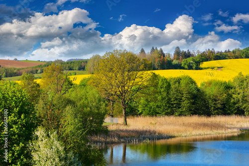Fototapeta Naklejka Na Ścianę i Meble -  flowering of rapeseed in the Warmian-Masurian Voivodeship in Poland