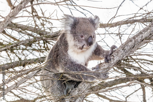 Photography Koala bear portrait on a tree with dry branches