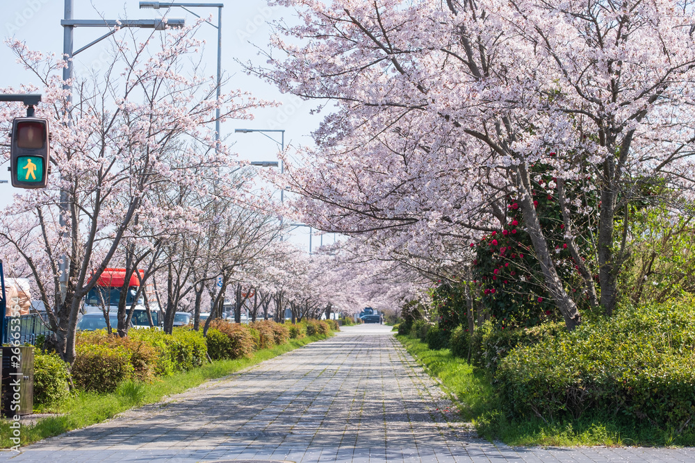 桜の咲く歩道　京都府木津川市州見台　2019年4月
