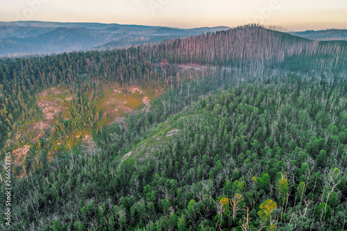 Eucalyptus forest recovering from fires in Yarra Ranges  Victoria  Australia